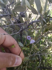 Pholistoma auritum arizonicum