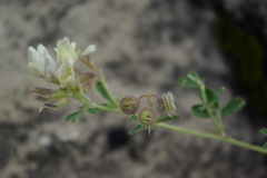 Medicago glomerata