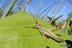 Coryacris angustipennis