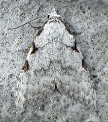 Nola triquetrana
