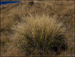 Chionochloa rigida rigida
