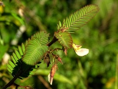 Aeschynomene americana