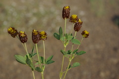 Trifolium spadiceum