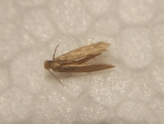 Tineola bisselliella