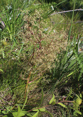 Trinia multicaulis
