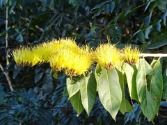 Combretum fruticosum