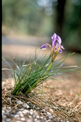 Iris unguicularis carica