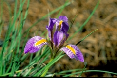 Iris unguicularis carica