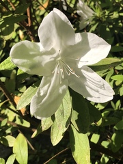 Rhododendron indicum