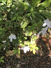 Rhododendron indicum