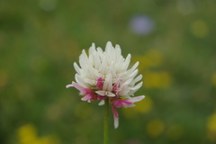 Trifolium ambiguum