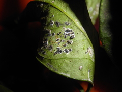 Aleurocanthus spiniferus