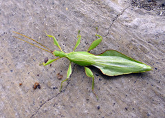 Phyllium telnovi
