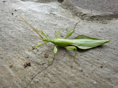 Phyllium telnovi