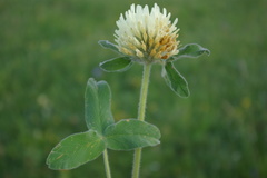 Trifolium canescens