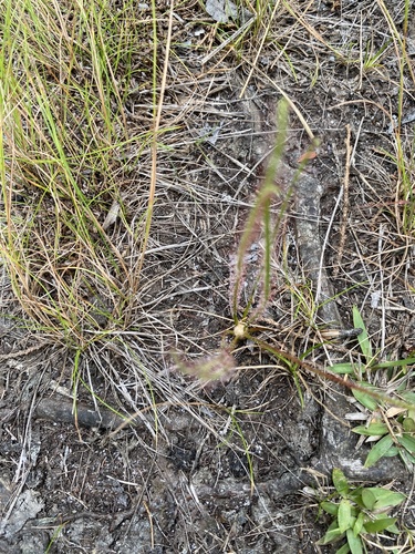 Drosera filiformis