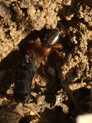 Ocypus fulvipennis