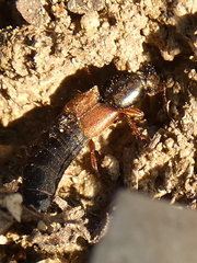 Ocypus fulvipennis