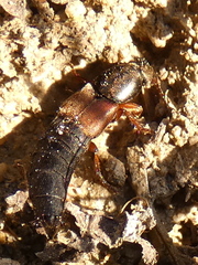 Ocypus fulvipennis