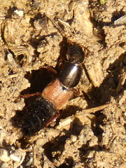 Ocypus fulvipennis