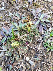 Sceptridium lunarioides