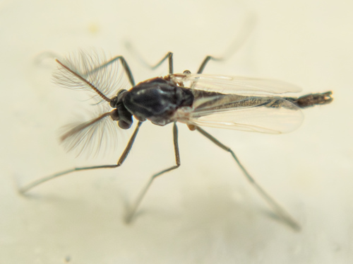 Ortocladini