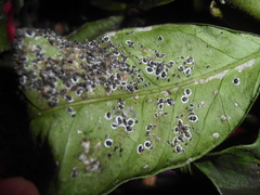 Aleurocanthus spiniferus