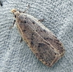 Dichomeris ventrellus