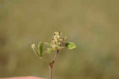 Trifolium striatum