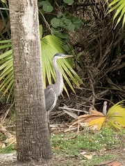 Ardea herodias