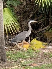 Ardea herodias
