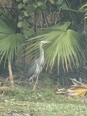 Ardea herodias
