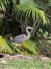 Ardea herodias