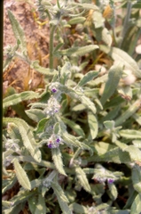 Anchusa aggregata