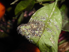 Aleurocanthus spiniferus
