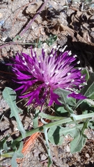 Centaurea sphaerocephala