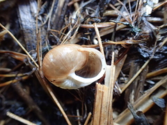 Allogona ptychophora