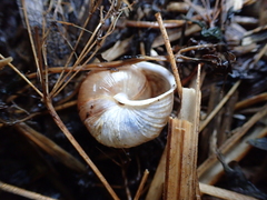 Allogona ptychophora