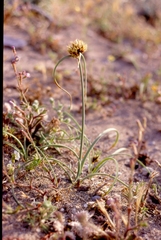 Cyperus capitatus