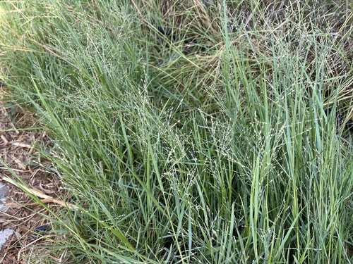 Panicum repens iNat (3)