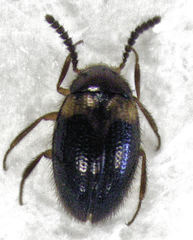 Alsobius