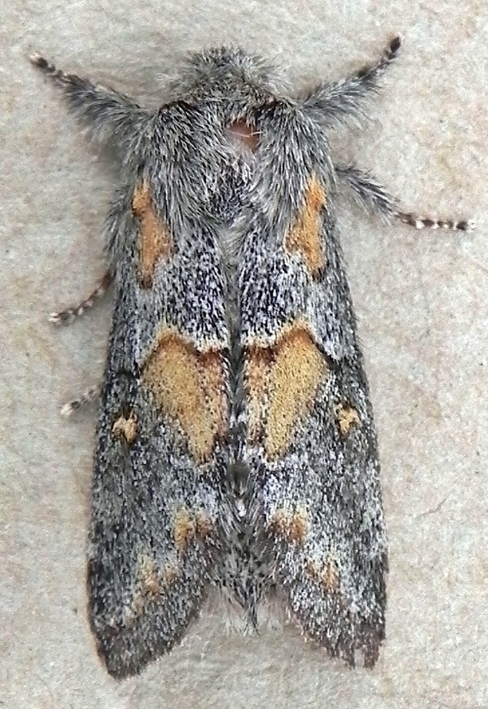 Eumelia