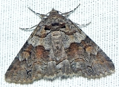 Zale duplicata