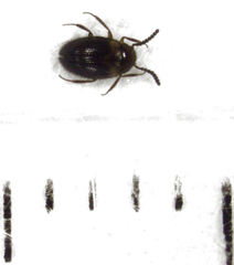 Alsobius