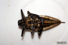 Lethocerus annulipes