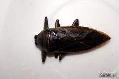 Lethocerus annulipes