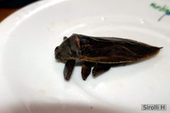 Lethocerus annulipes