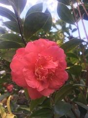 Camellia japonica