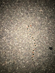 Micruroides euryxanthus