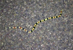 Micruroides euryxanthus